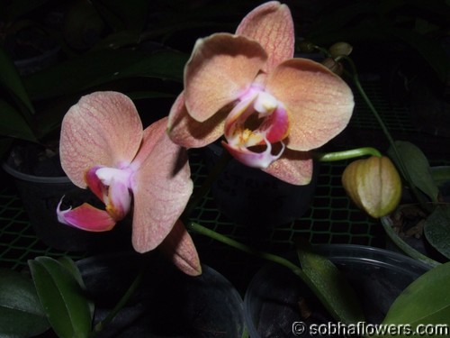 Phal Baldans